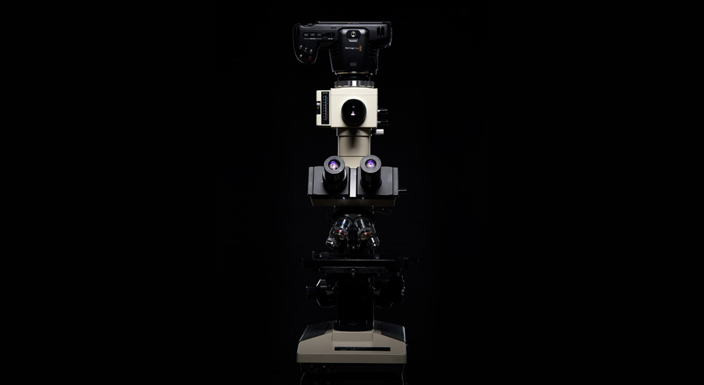 Microscopic World Captured with Blackmagic Pocket Cinema Camera 6K by Protist Lab Films